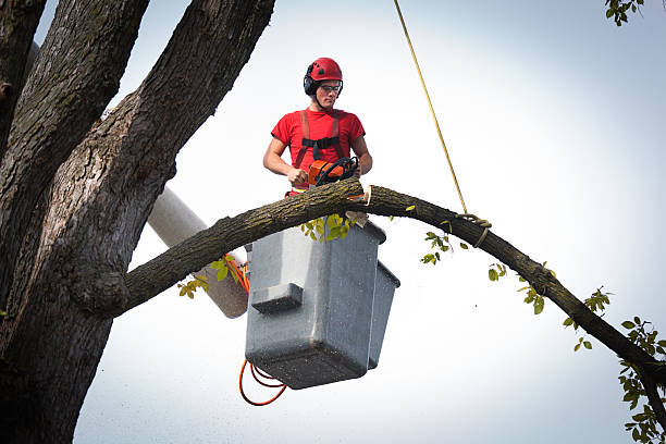 Best Large Tree Removal  in Hudson, MI